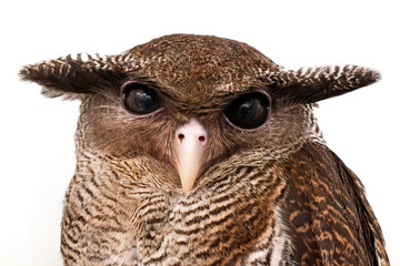 Barred Eagle-owl (Ketupa sumatrana)