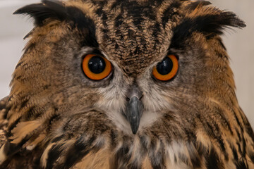 Eurasian Eagle Owl (Bubo bubo)