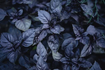 Foto op Canvas delicious and healthy purple basil, basil harvest in the beds  © Irina
