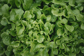 delicious and healthy salad greens, green salad harvest