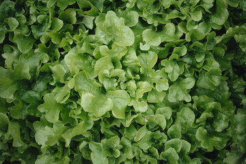 delicious and healthy salad greens, green salad harvest	