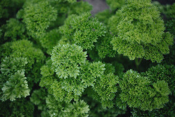 tasty and healthy green parsley, parsley harvest on the beds