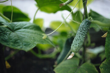 small cucumber hanging on a bush, harvest