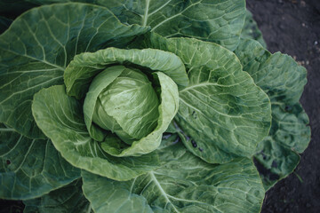 Obraz premium a large head of cabbage growing in the garden bed