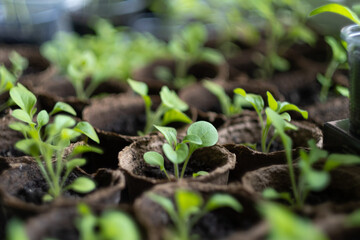 seedlings, young sprouts of petunia flowers, greens