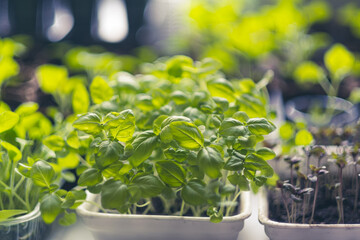 seedlings, young basil sprouts, tasty greens