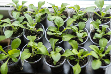  seedlings, young sprouts of petunia flowers, greens