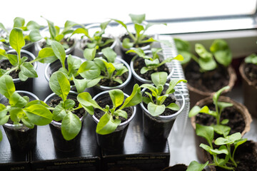  seedlings, young sprouts of petunia flowers, greens