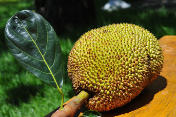 Jakfruit (In Brazil the name is Jaca) tecnical neme:(Artocarpus heterophyllus), Much appreciated in...