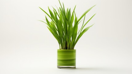 The solid white background in this product image enhances the vibrancy of Imperata cylindrica, emphasizing its green brilliance.