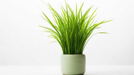 The showcased product photo highlights Imperata cylindrica set against a firm white backdrop, emphasizing its vivid green hue.
