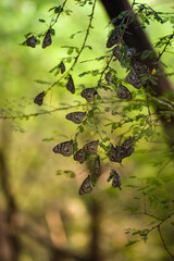 Step into a fairytale world where delicate butterflies gather in harmony, creating an enchanting spectacle that will leave you in awe