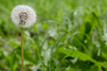 Taraxacum officinale flower growing between grass green.