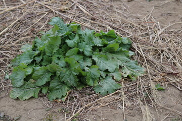 Green leaves of mustard plant