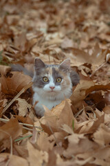 Small cat among fallen leaves in autumn