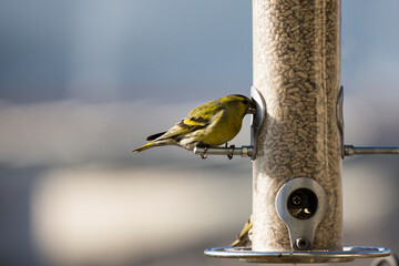 Greenfinch nibbles sunflower seeds