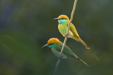 Obraz premium bee eater perched on branch