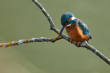 Eisvogel im Ansitz auf einem Zweig