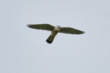 Turmfalke im Rüttelflug von schräg vorne