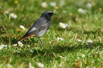 Männlicher Hausrotschwanz auf der Futtersuche auf einer blühenden Frühlingswiese