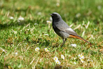 Männlicher Hausrotschwanz auf der Futtersuche auf einer blühenden Frühlingswiese