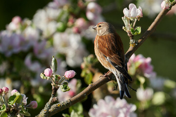 Männlicher Bluthänfling sitzt auf dem blühenden Zweig eines Apfelbaums