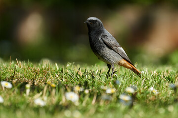 Männlicher Hausrotschwanz auf der Futtersuche auf einer blühenden Frühlingswiese