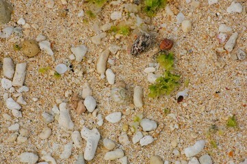 砂浜と海藻とヤドカリ