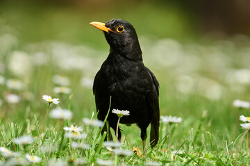 Männliche Amsel im Halbportrait auf einer blühenden Wiese