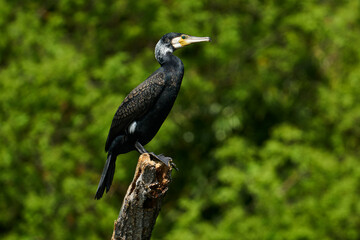 Kormoran von der Seite sitzt auf einem Aststumpf