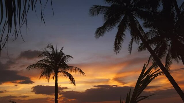Silhouetted palms and sunset sky on tropical beach, 4k
