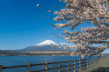 White cherry blossom or Sakura and wood fence with mountain fuji in background at Yamanaka lake, Yamanashi, Japan.