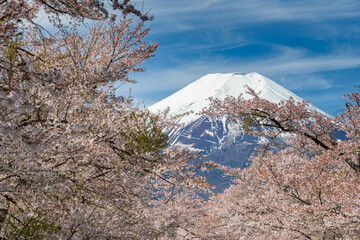 Cherry blossom (Sakura tree) and Mountain Fuji, view from Oshino Hakkai in spring season