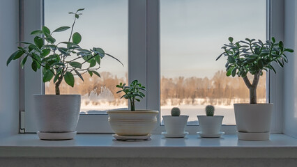 The window in the room with houseplants on window sill and curtains against the backdrop of the river and forest covered with snow at winter. - Powered by Adobe