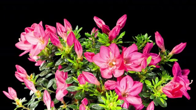Rhododendron Open Red Flowers in Time Lapse on a Back Background. Tender Pink Blossoms Moving in Timelapse on a Green Leaves Bush. Azalea Bloom