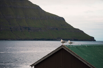 nordic landscape with cabin green rooftop and two seagulls