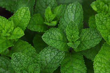 Fresh green mint leaves growing on garden bed