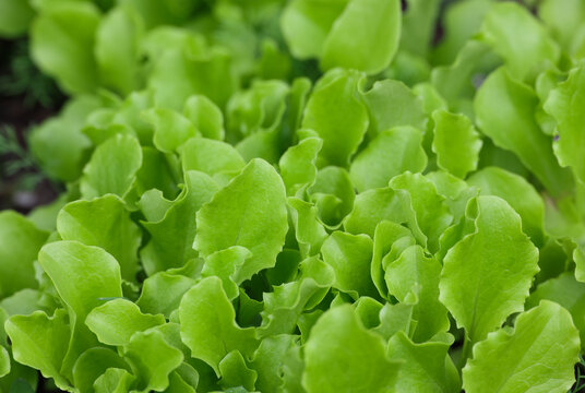 Green lettuce leaves growing on garden bed