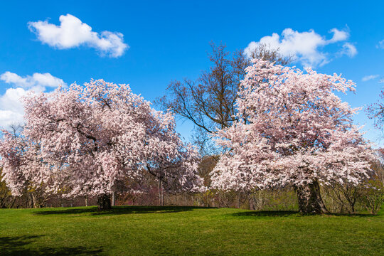 blooming cherry trees in the park, spring time