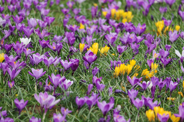 Lilac crocuses blossoming in spring season