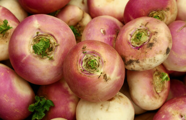 Fresh purple turnip radish