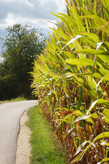 Obraz premium Ripe corn in the field in Southern Germany, Baden-Wuerttemberg