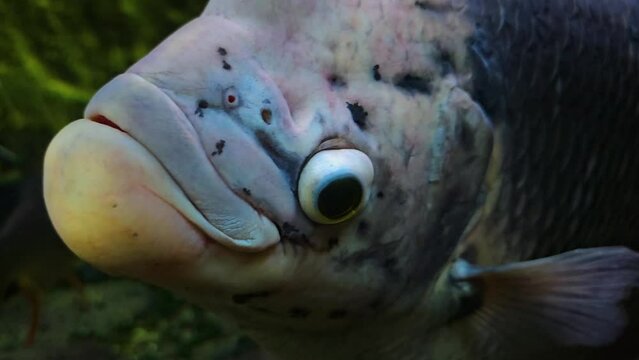 Close up view of an Elephant Ear Gourami fish swimming by