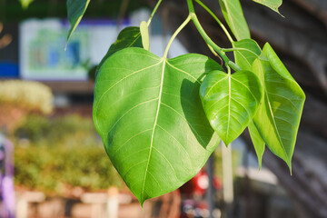 leaves of the bodhi tree