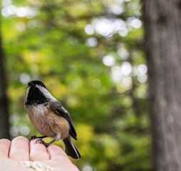Obraz premium Close-up of a human hand feeding safflower seeds to a black-capped chickadee in the forest on a warm autumn day in October.