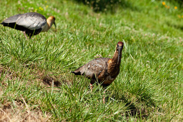 Ducks on grass vegetation quiet place summer season wild birds nice birds quiet birds