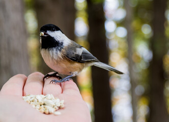 Close-up of a human hand feeding safflower seeds to a black-capped chickadee in the forest on a warm autumn day in October.