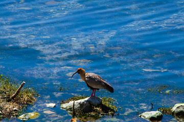 Duck on grass vegetation quiet place summer season wild birds nice birds quiet birds