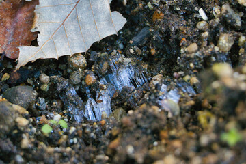 早朝の土に出来た小さな霜柱