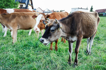 Fototapeta premium ZAKOPANE, POLAND - JULY 24, 2022: A herd of cows graze in the meadow.